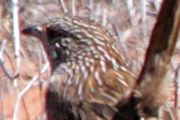 Western Grasswren (Amytornis textilis)